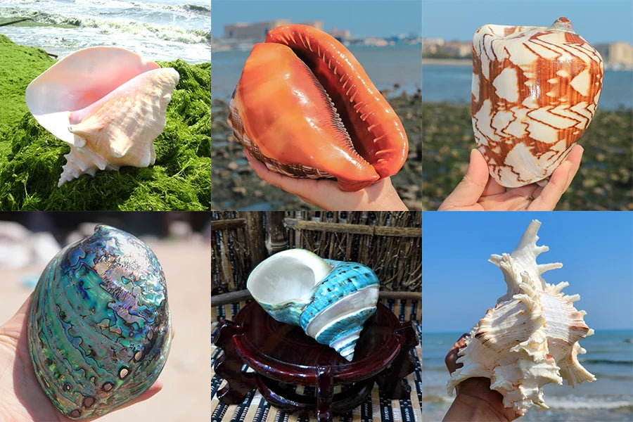Salisbury's Spindle Large Natural Conch Shells