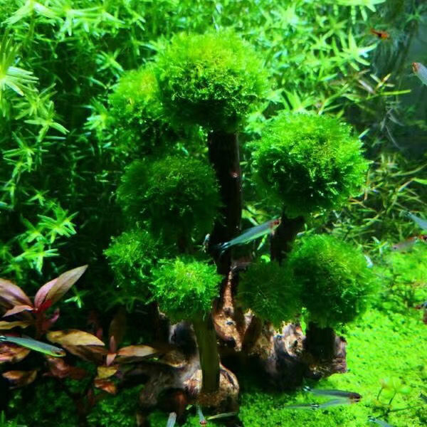 Fish Tank Plant Moss Tree Decorations