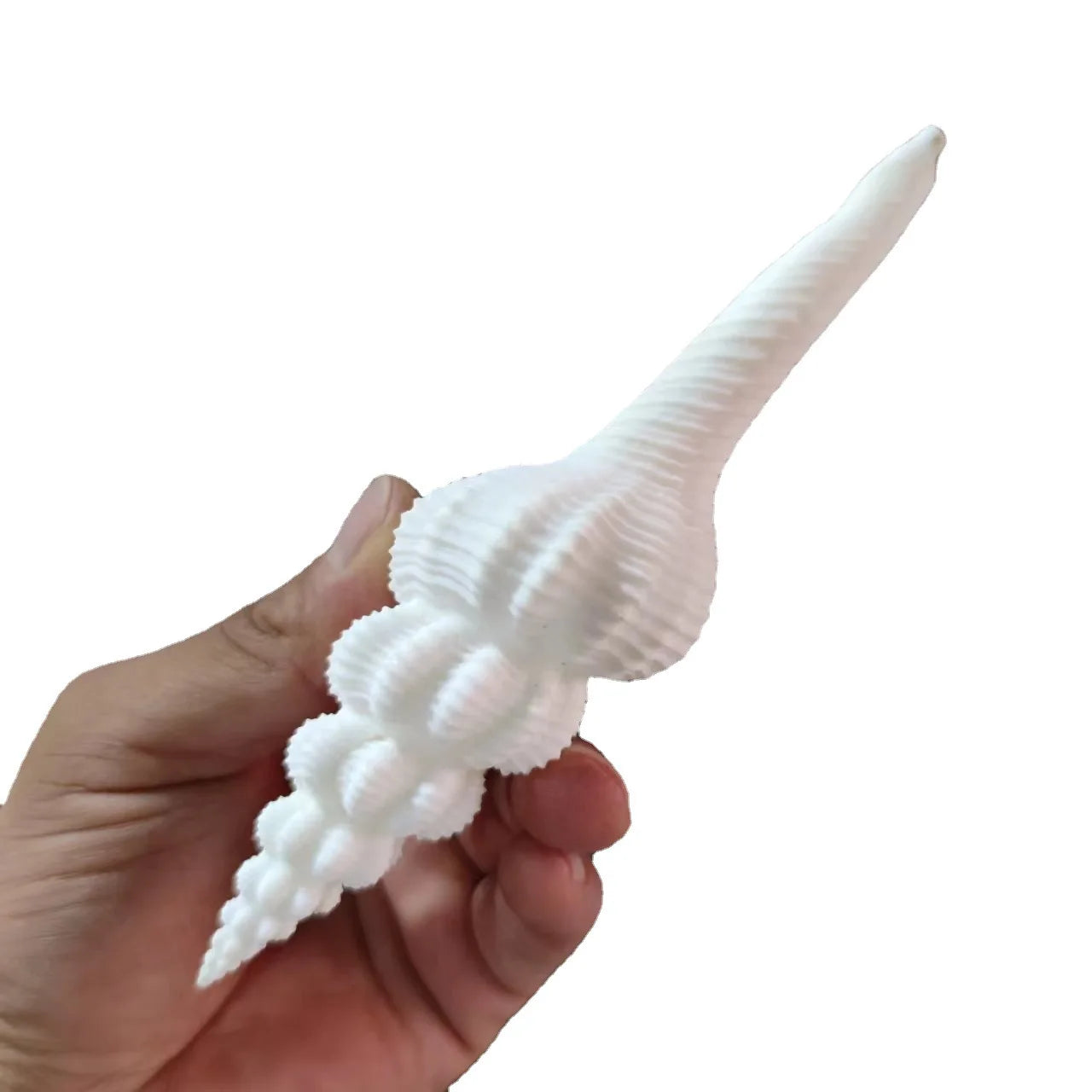 Salisbury's Spindle Large Natural Conch Shells