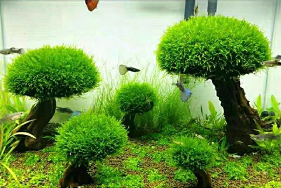 Fish Tank Plant Moss Tree Decorations
