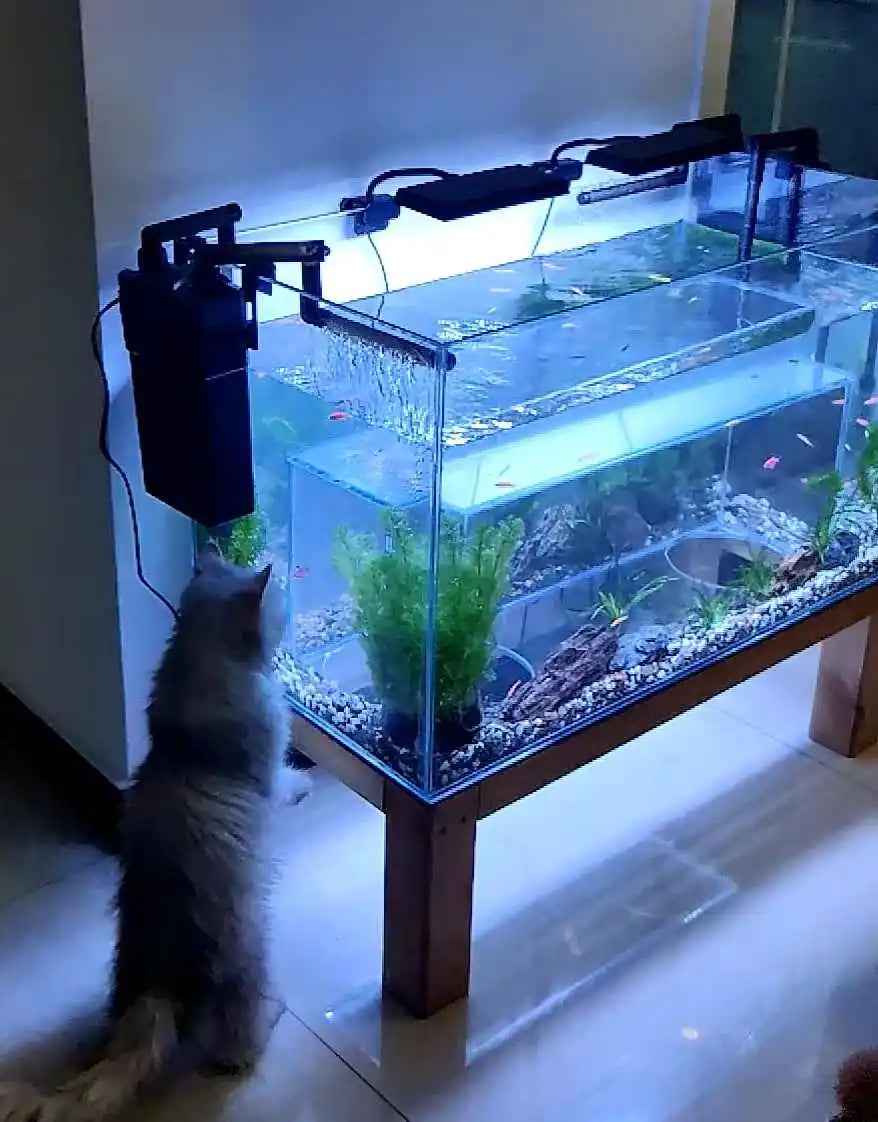 The Cat's Meow Aquarium