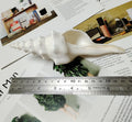 Salisbury's Spindle Large Natural Conch Shells