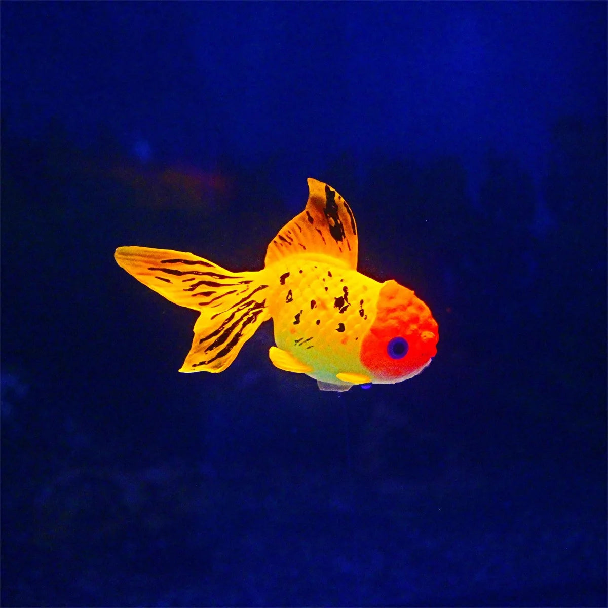 ILLUMINATING Goldfish Fake Fish Ornament