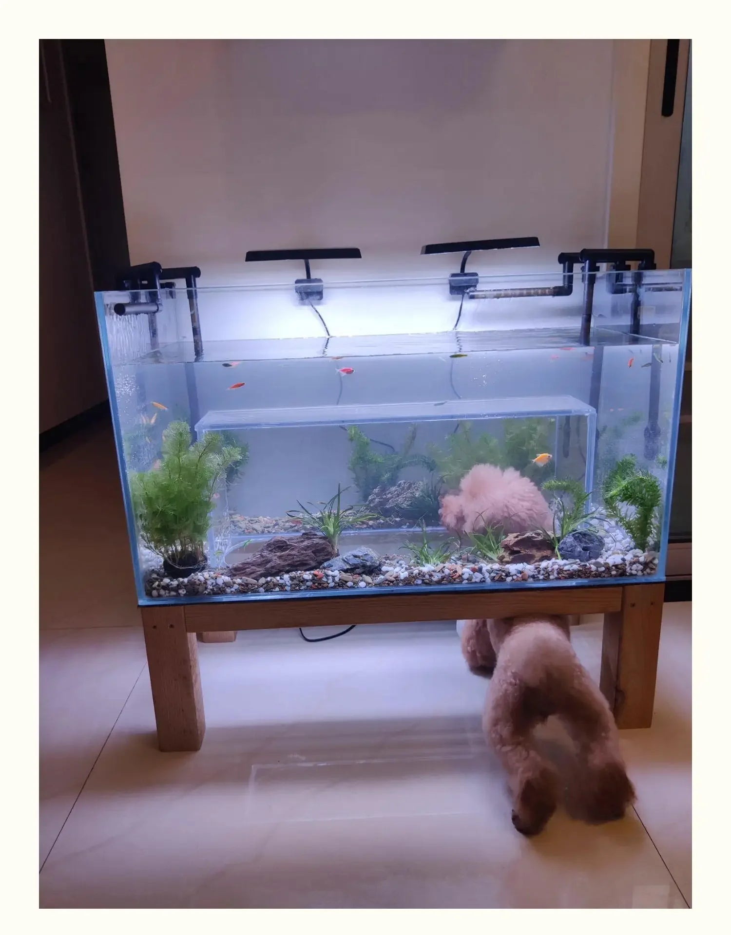 The Ultimate KING SIZE  Kitty Fish-Gazing Tank