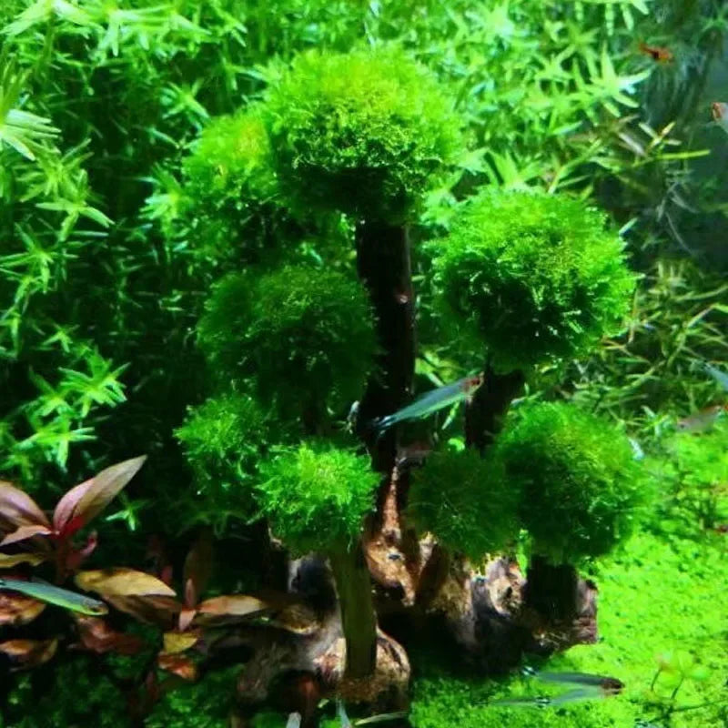 Fish Tank Plant Moss Tree Decorations