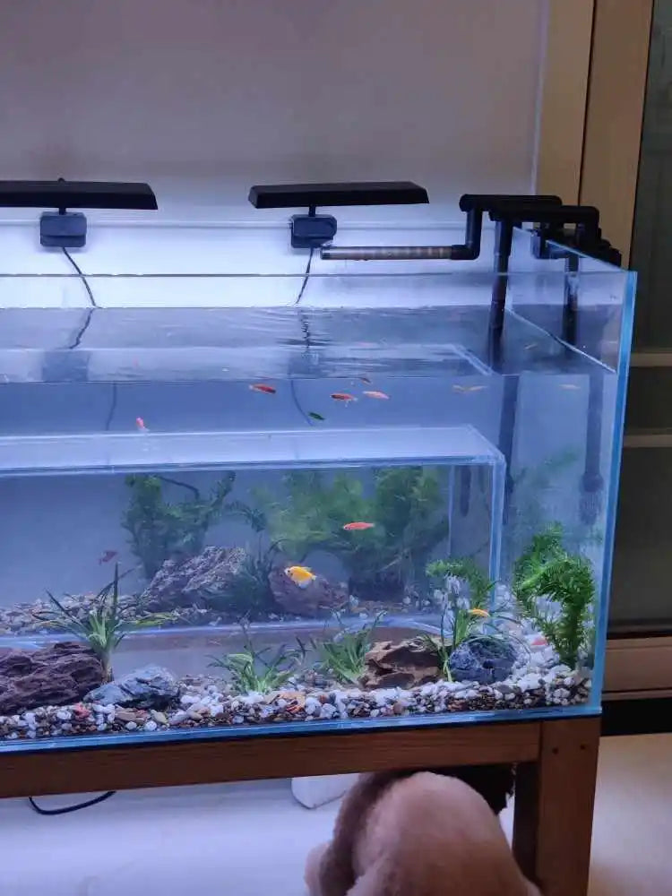 The Cat's Meow Aquarium