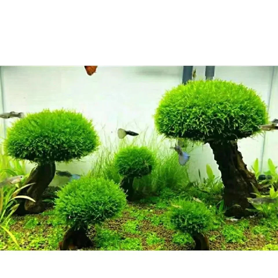 Fish Tank Plant Moss Tree Decorations